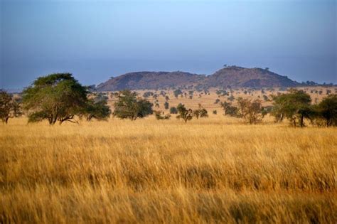 Savanna Biome Facts | Savanna biome, Savanna plants, Savanna grassland