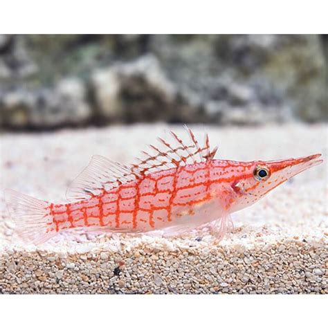 Longnose Hawkfish | Quarantined Fish