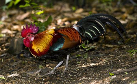 Red Junglefowl ( Gallus gallus ) | Bird, Peafowl and Livestock