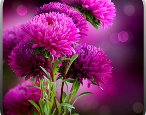 Flower Live Wallpaper : 49 Live Flowers Wallpaper On Wallpapersafari ...