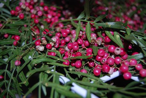 Flowers: California pepperberry | Greens, California, Flowers