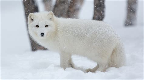 Arctic fox in snow winter wallpaper | animals | Wallpaper Better