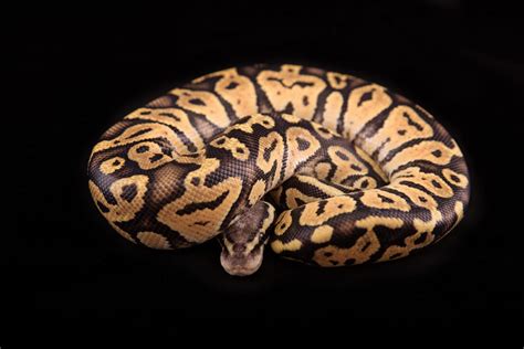 Ball Python Temperature & Humidity: The Complete Guide | Pet Keen