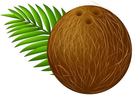 Coconut ClipArt PNG