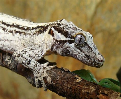 Gargoyle Gecko Facts and Pictures | Reptile Fact