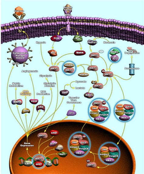 HIF-1α シグナリングパスウェイ アッセイキット | HIF-1alpha Signaling Pathway解析に | コスモ・バイオ株式会社