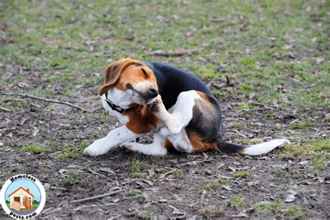 Do This When Dealing With Chiggers Bites On Pets - Homeless Pests