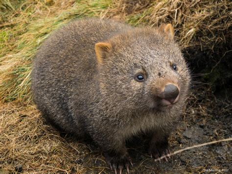 Wombat Wallpapers - Wallpaper Cave