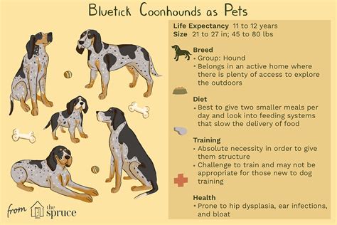 Bluetick Coonhound: Dog Breed Characteristics & Care