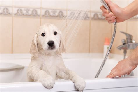 ¿Cada cuánto se baña un perro? Descubre cómo bañarlo paso a paso