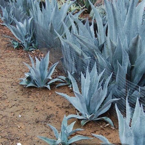 Blue Agave Plants Free Shipping Many sizes | Etsy | Agave plant, Blue agave plant, Plants