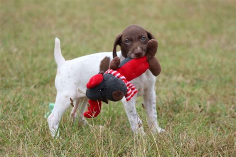 German Shorthaired Pointer Puppies For Sale In Missouri