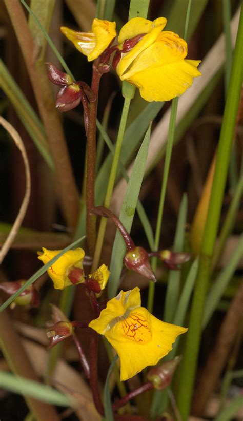 Bladderwort Facts and Health Benefits