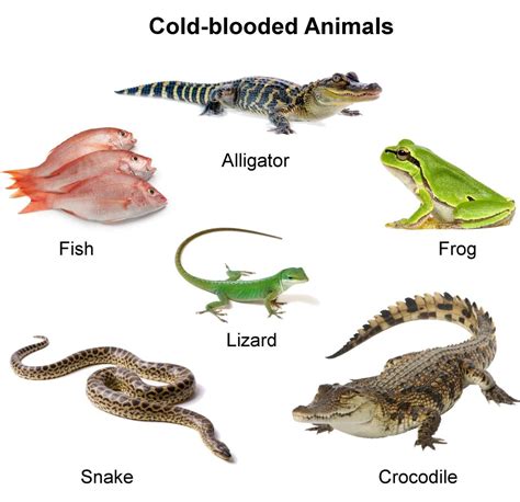 Cold Blooded Animals List - Petspare