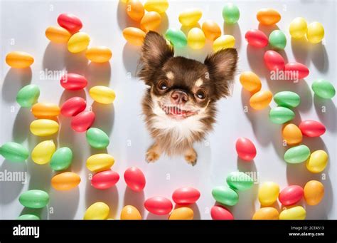 easter bunny dog Stock Photo - Alamy