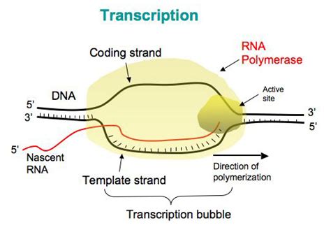 Transcription in Prokaryotes - Online Biology Notes