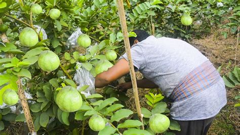 How To Harvest Guava? || Guava Harvesting And Farming || 10 Minute Videos - YouTube