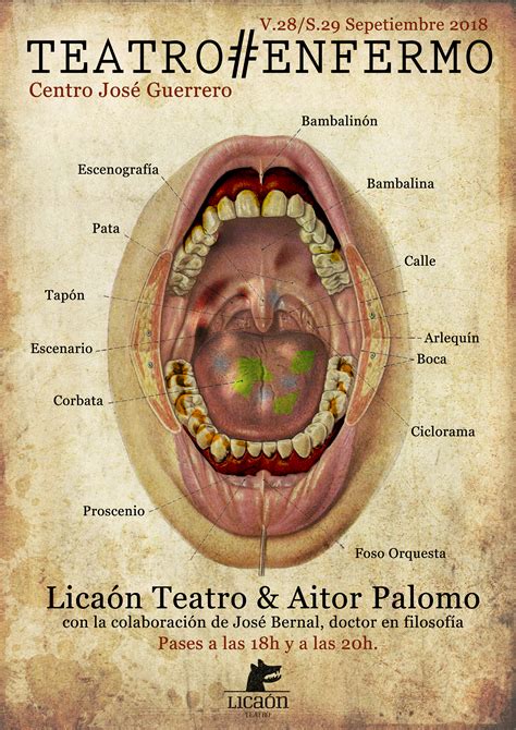 Anatomy Of Human Neck And Throat