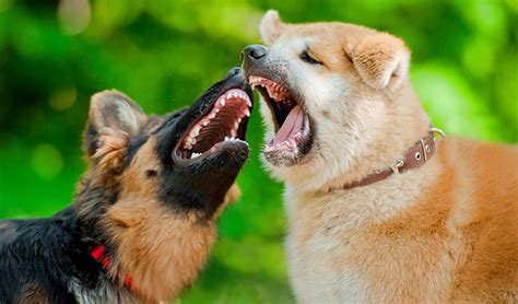 4 Safe Ways To Break Up A Dog Fight – Top Dog Tips