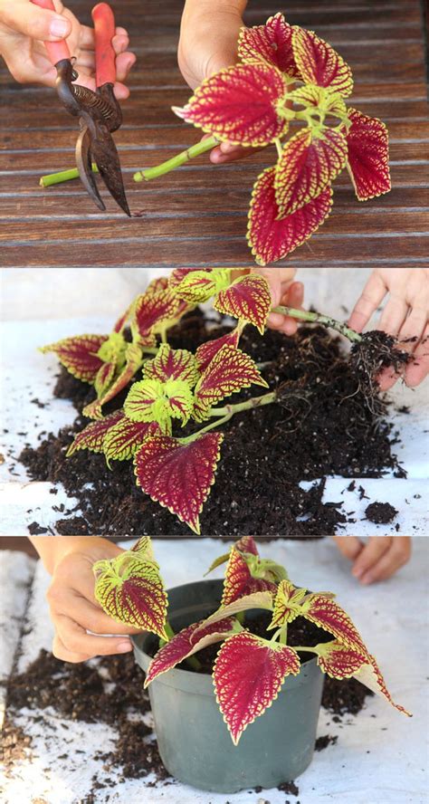 Coleus Lover's Guide ( Grow Tips, Easy Propagation, & Beautiful Varieties ) - A Piece Of Rainbow