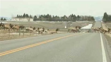 Massive herd of elk in Montana | State & Regional | missoulian.com