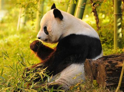 The best places to see pandas in China | On The Go Tours