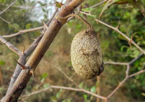 Cocoon formation of silk worm - Free Image by Zoologist diz on PixaHive.com