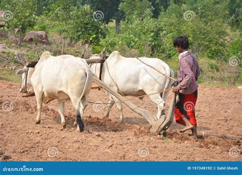 Unidentified Indian Farmer Working with Bull at His Farm, an Indian Farming Scene. Editorial ...