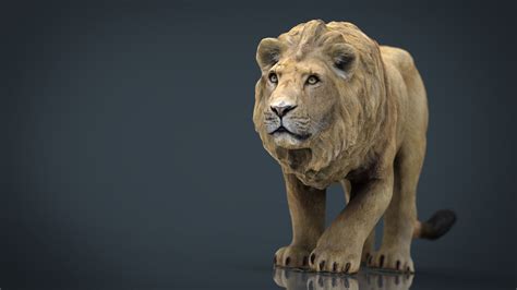 3D model Realistic Lion VR / AR / low-poly | CGTrader