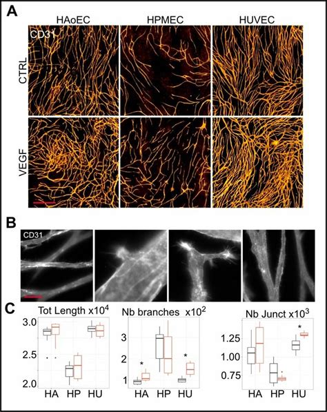 Endothelial/fibroblast co-culture vasculogenesis/angiogenesis assay ...