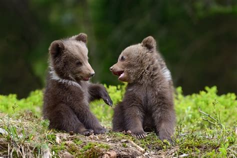 18 Adorable Photos of Bears Being Basically Like Big Puppies | Best Life