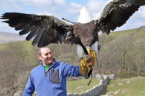 Philippine Eagle Size Comparison