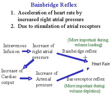 Bainbridge Reflex - NEET PG - www.MedicalTalk.Net the Best Medical Forum for Medical Students ...