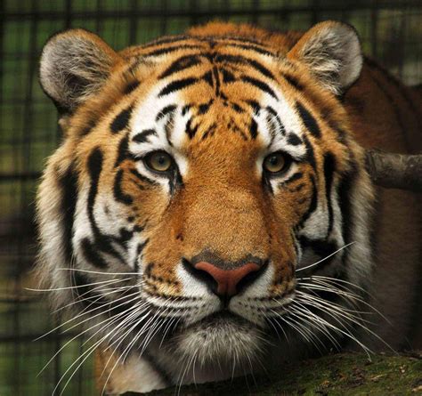 Calgary zoo animals among those evacuated - The Globe and Mail