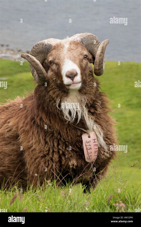 Sheep, Faroe Islands Stock Photo - Alamy