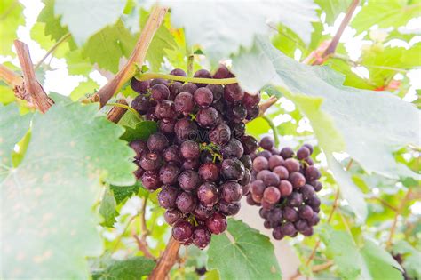 Grape Planting Greenhouse Picture And HD Photos | Free Download On Lovepik