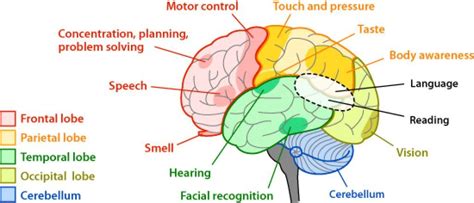 brain parts and functions chart for kids - Google pretraživanje | Brain lobes, Brain development ...