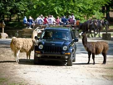 Lazy 5 Ranch | Exotic Animal Safari in Mooresville, NC