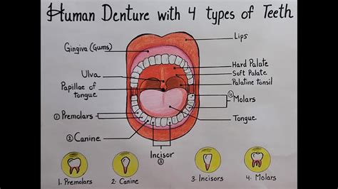 Denture Tooth Chart