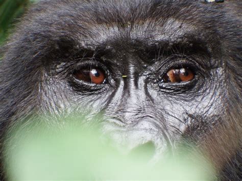 Gorilla Eyes | Smithsonian Photo Contest | Smithsonian Magazine