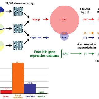 Identification of 2 Nodal-repressed genes. (A) The Venn diagram ...