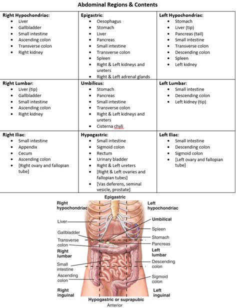 Abdominal regions and contents | Medical school stuff, Basic anatomy and physiology, Medical ...