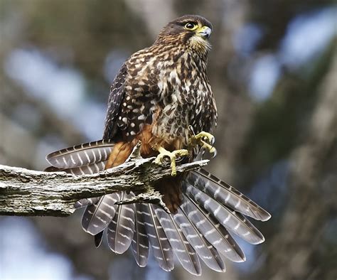 Birds of the World: New Zealand falcon