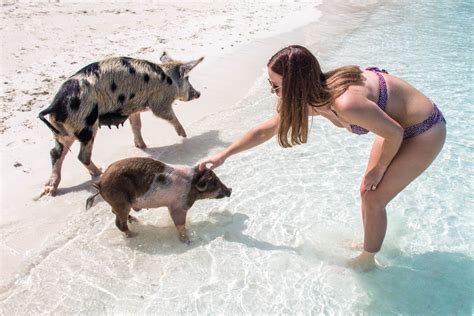 What Will You Get Out of Your Pig Beach Bahamas Tour