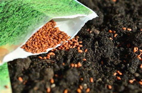 Free picture: seed, soil, plant, agriculture