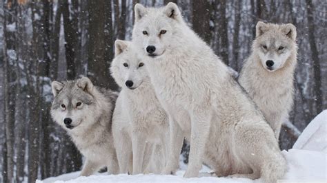 Wolfpack Wallpapers - Wallpaper Cave