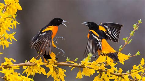 Yellow Black Birds With Open Mouth Are On Yellow Flowers Branch HD ...