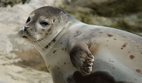 Harbor seal facts, distribution & population | BioDB