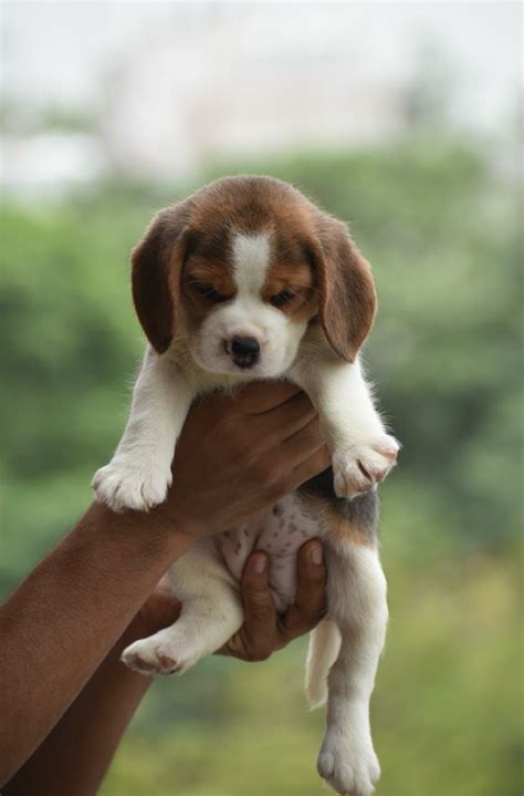 Beagle Puppies For Free Adoption In Delhi | Beagle Puppy