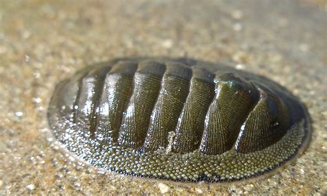 CT Scan and 3-D Print Help Scientists Reconstruct an Ancient Mollusk ...